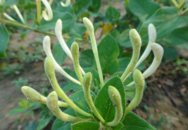 血液不流畅血管堵塞,用这种草药做成粥喝,活血化瘀清洁血管!