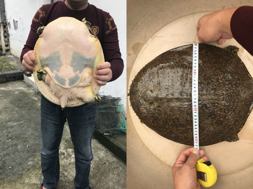 村民河里捞出罕见超级大甲鱼,经专家研究年龄快百岁