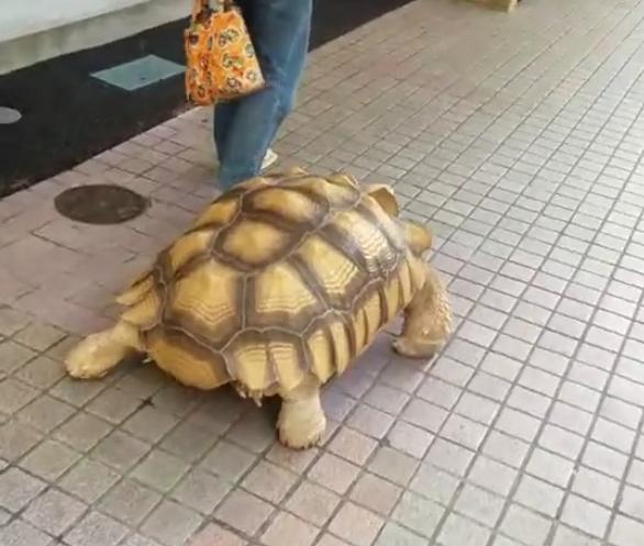 大爷上街遛乌龟路人笑疯遛一次得一天吧