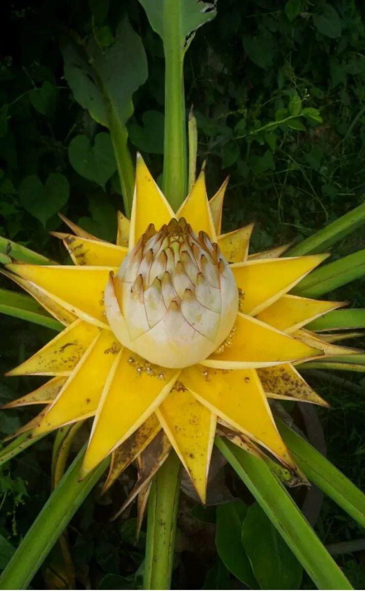 这6种佛教圣花家里养一盆省事又好看