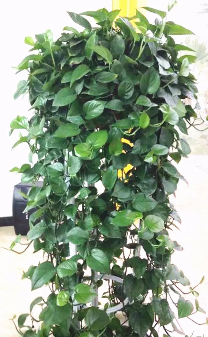 绿萝夏天长最快,这么养,20天蹿1米!|绿萝|发财树|吊兰_新浪新闻