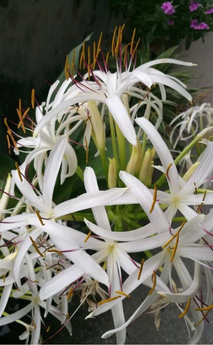 这6种佛教圣花家里养一盆省事又好看