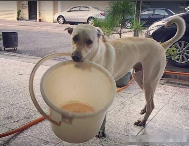 超萌,狗狗许八万门口等邮差,乖乖收信还摇尾说谢谢!