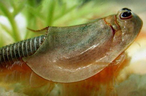 农村水田里出现的"尸蹩", 农民称做"三眼恐龙虾", 农药替代品