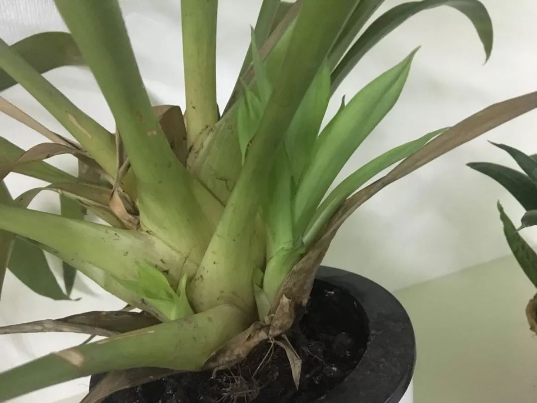 家里的观赏凤梨花朵枯萎就丢掉?教你一种方法可以不断繁殖