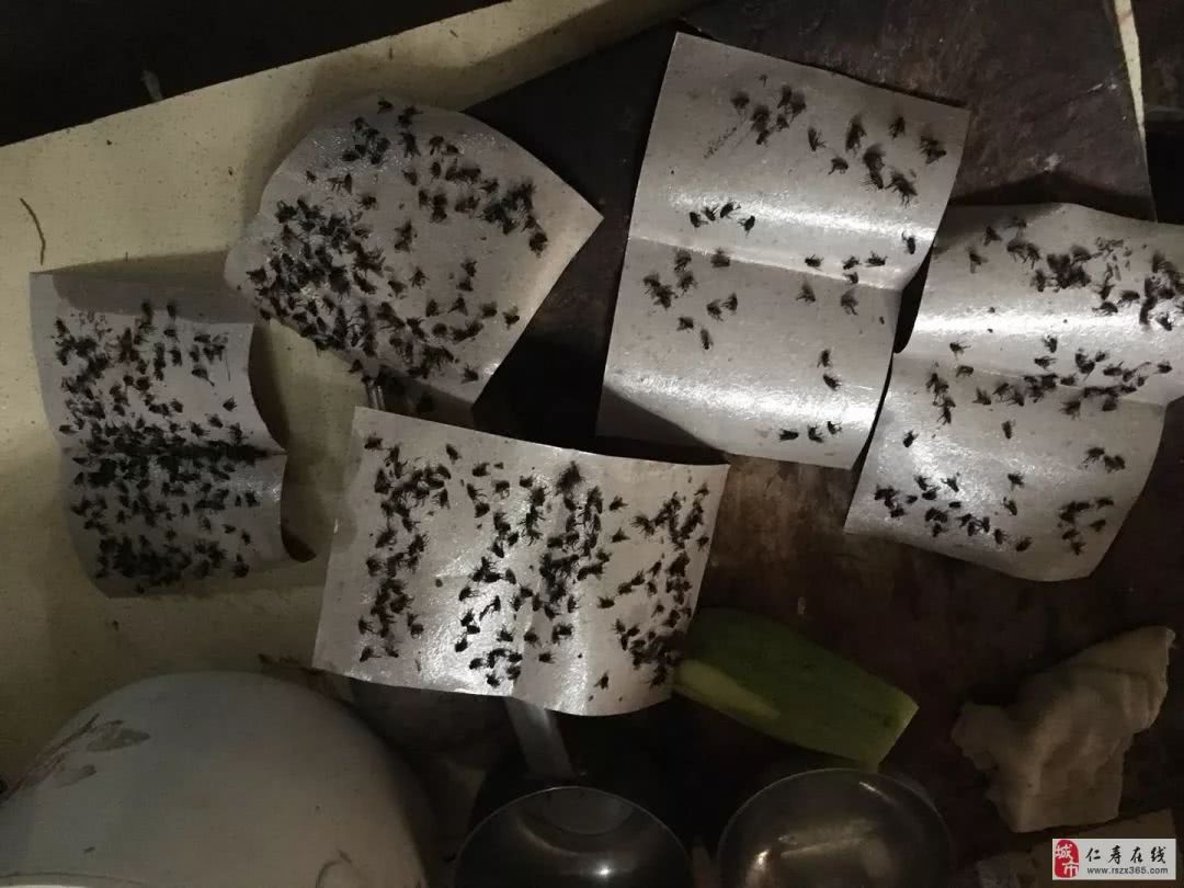 仁寿龙门村苍蝇成灾,密集症慎点入!太恶心人了!