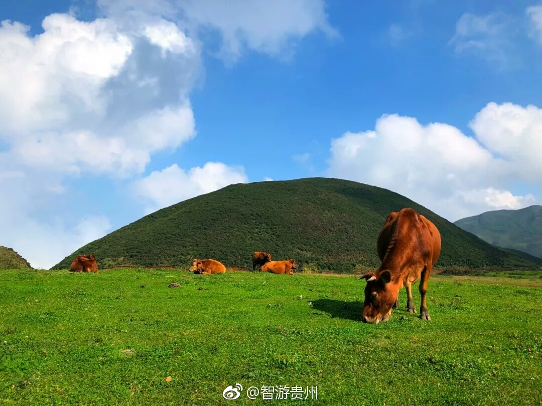 乌蒙大草原的秋天,是大自然奉送的美丽,是那种浓得化不开的艳美