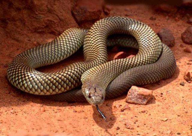 世界上最致命的十大毒蛇 第一名竟然也生活在中国