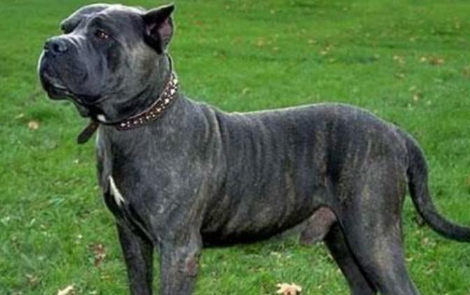 西班牙|猛犬|加纳利_新浪新闻