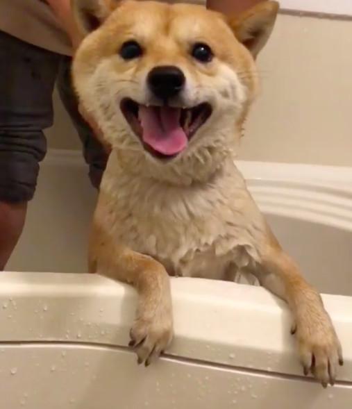 主人拍下小柴犬洗澡瞬间
