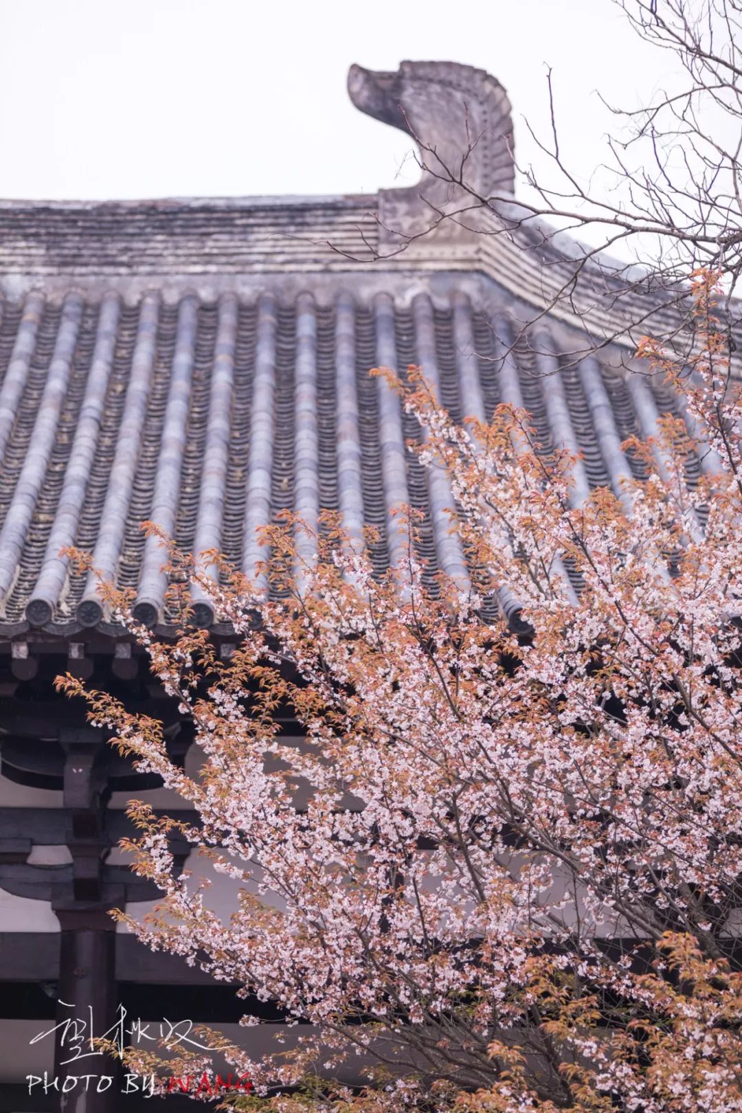 樱花|大明寺|扬州_新浪新闻