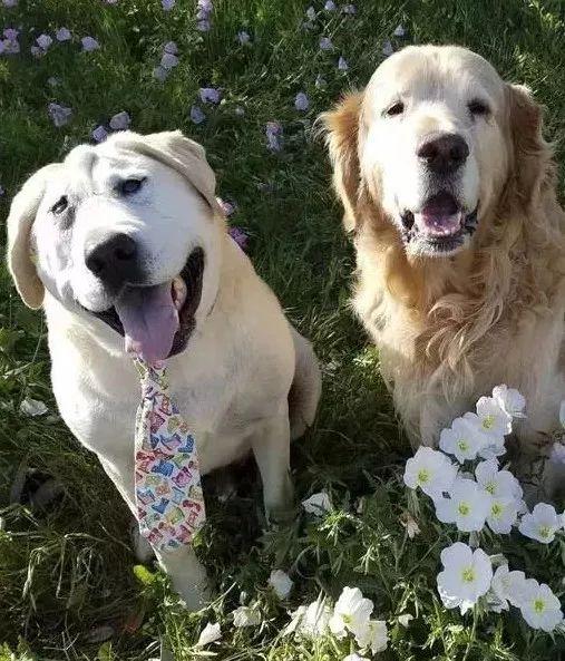 出生时五官被挤到一起,遭遇5年冷落,拉布拉多终遇善良主人