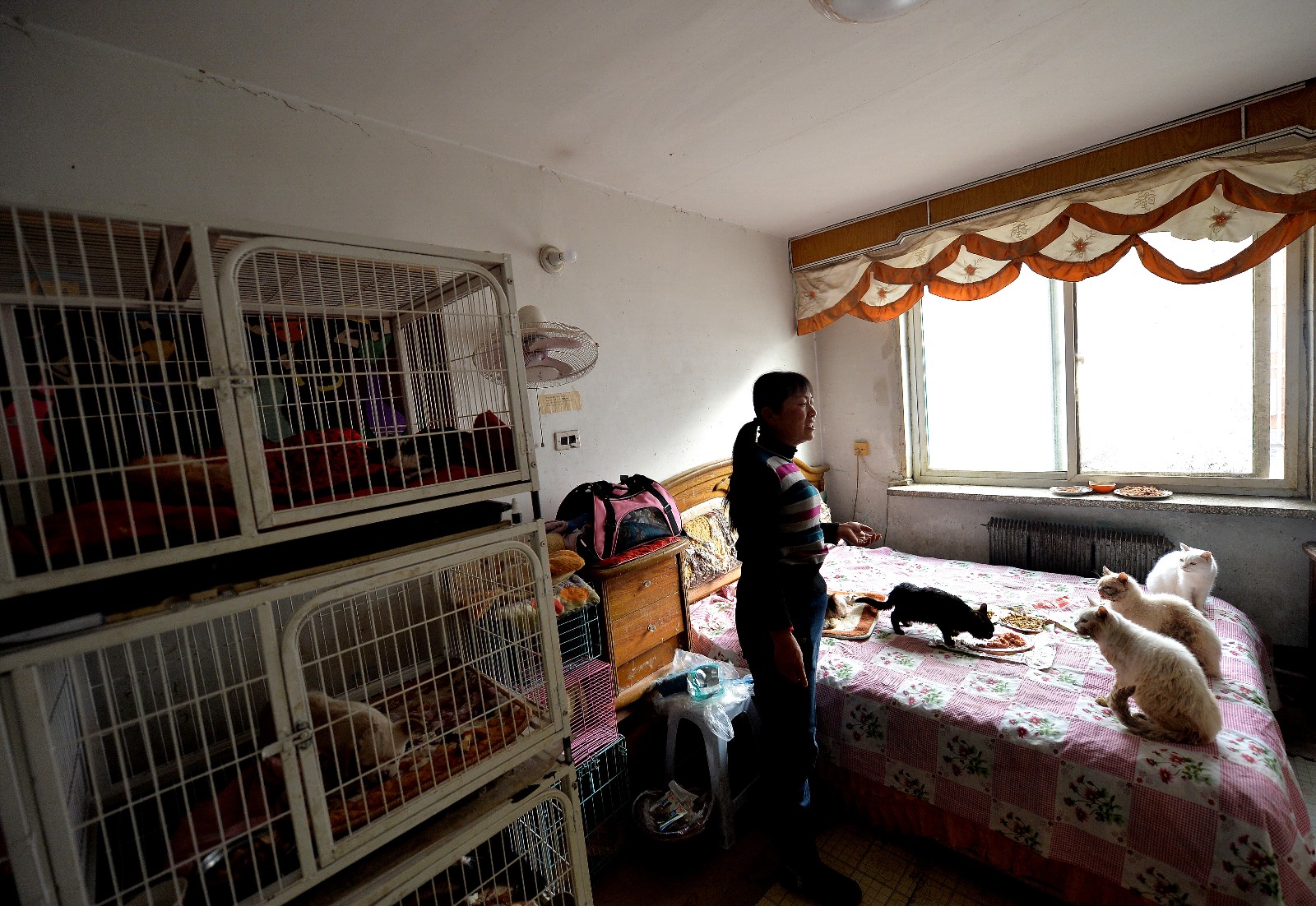 女子嚼食喂养流浪猫,十七年花掉百万|猫狗|流浪猫|收养_新浪新闻