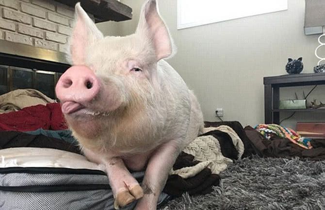 男子养了只迷你猪,胃口十分夸张,主人:你是二师兄派来的吧!