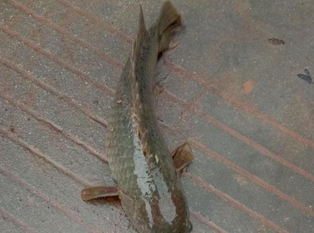 农村小伙河沟钓的"山鲫鱼", 暴晒30分钟不死