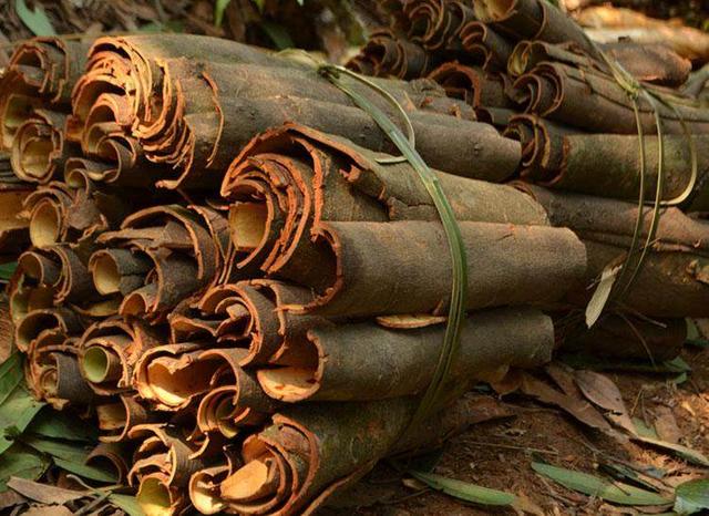 这种神奇的树,它的果子没人吃,树皮能补肾一斤300很抢手