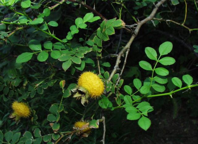别名】山莓,覆盆子,三月泡,四月泡,梦子,山抛子,刺葫芦,吊杆泡,薅秧泡