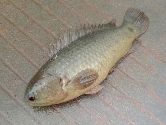 农村小伙河沟钓的"山鲫鱼", 暴晒30分钟不死