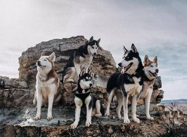 哈士奇|二哈|雪地_新浪新闻