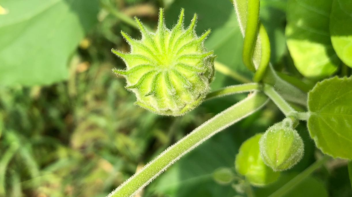 苘麻的花,果很美丽,锦葵科植物