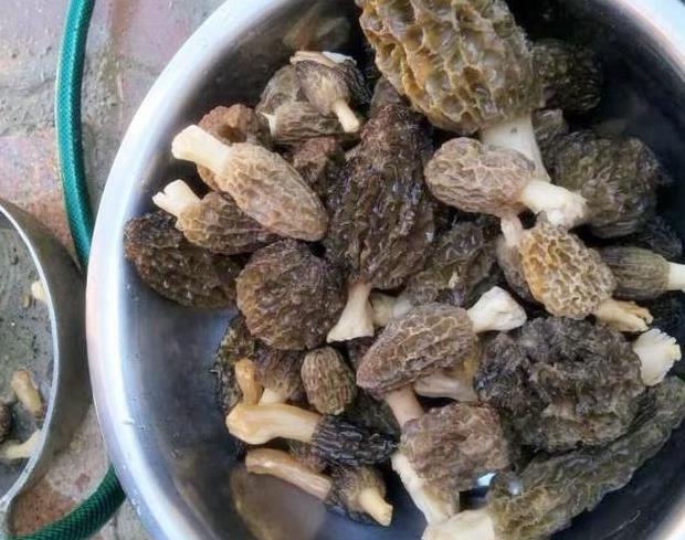 这个菌子比肉好吃,食材珍贵难得,吃到不容易,被誉为食用菌皇后