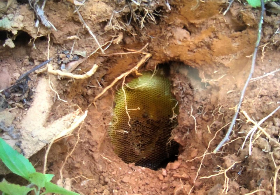 农妇上山砍柴遭数百只土蜂围攻 中毒至深暂未脱离生命危险