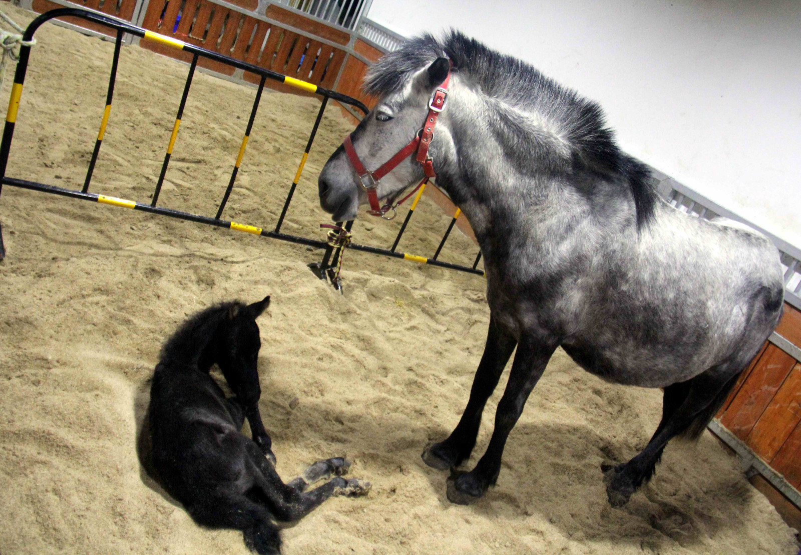 安徽芜湖诞生一只可爱的"公主"小马驹,她的妈妈来自澳大利亚