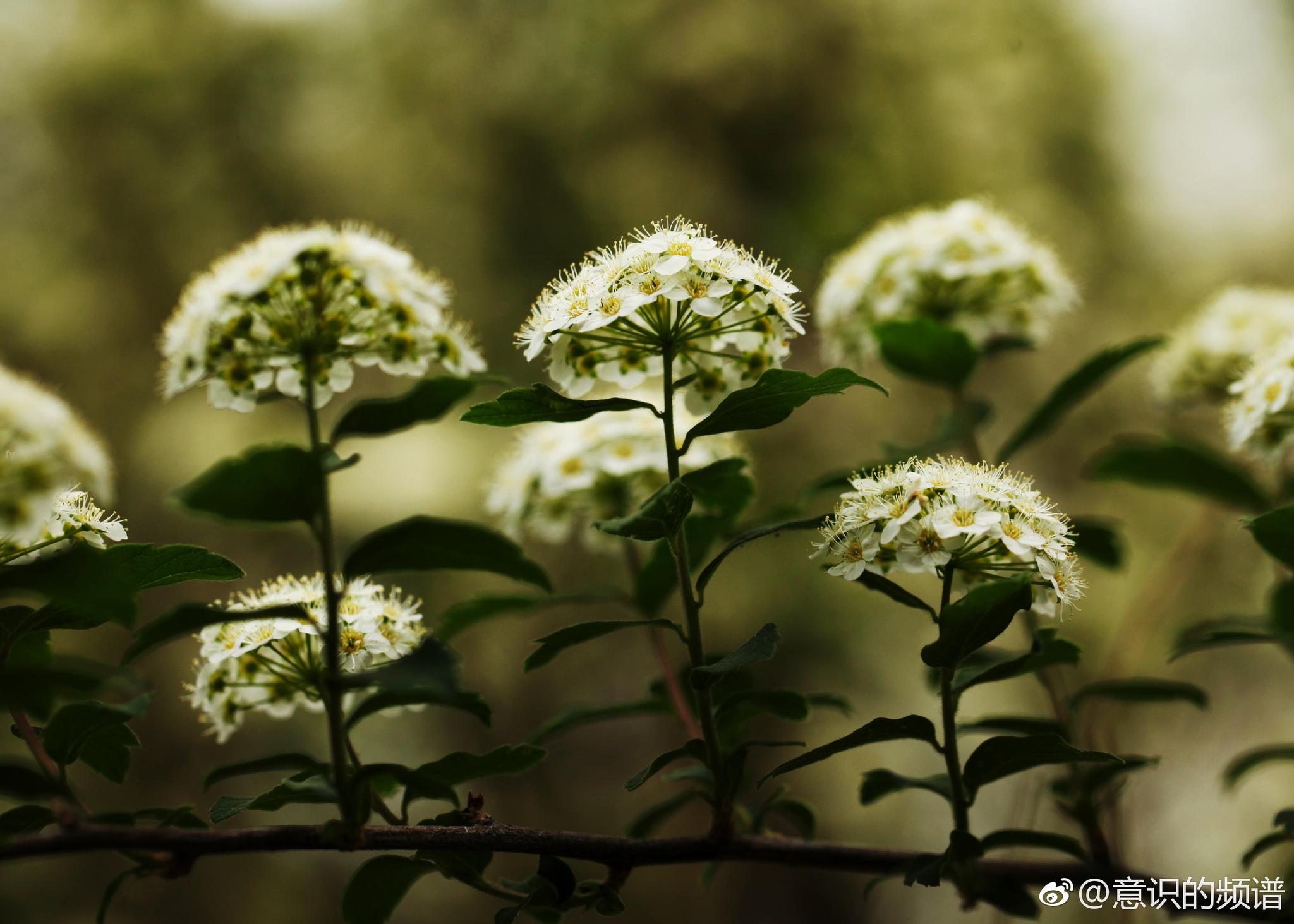 绣线菊|花语|斗志|绣线菊_新浪新闻