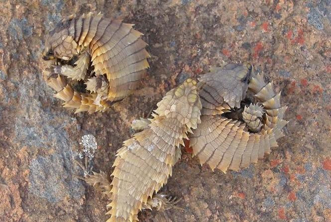 原来,这并不是什么华夏神龙,只是一只南非犰狳蜥,虽然外观与龙有些