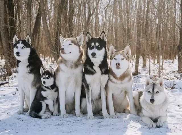 哈士奇|二哈|雪地_新浪新闻