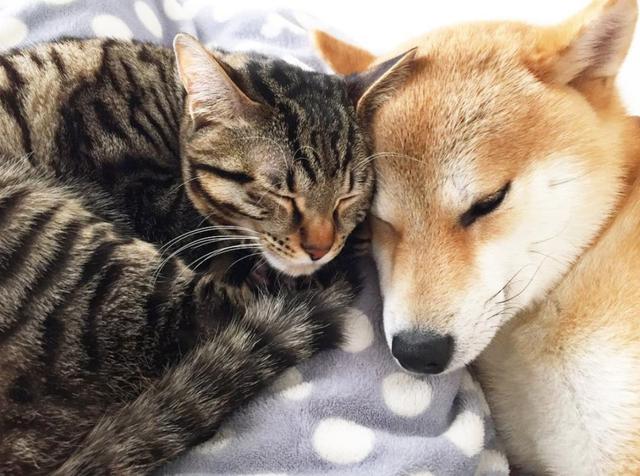 和小奶狗谈恋爱,鬼知道我经历了什么!|谈恋爱|一言不合|猫_新浪新闻