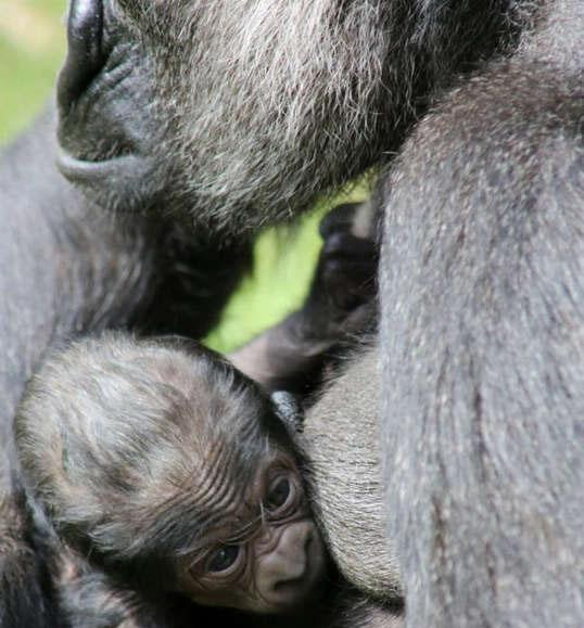 大猩猩很疼爱猩猩宝宝天天抱在自己的怀里