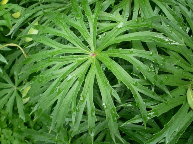 农村地头有着很多野生植物的存在,而且它的长像都是很奇怪的,今天小编