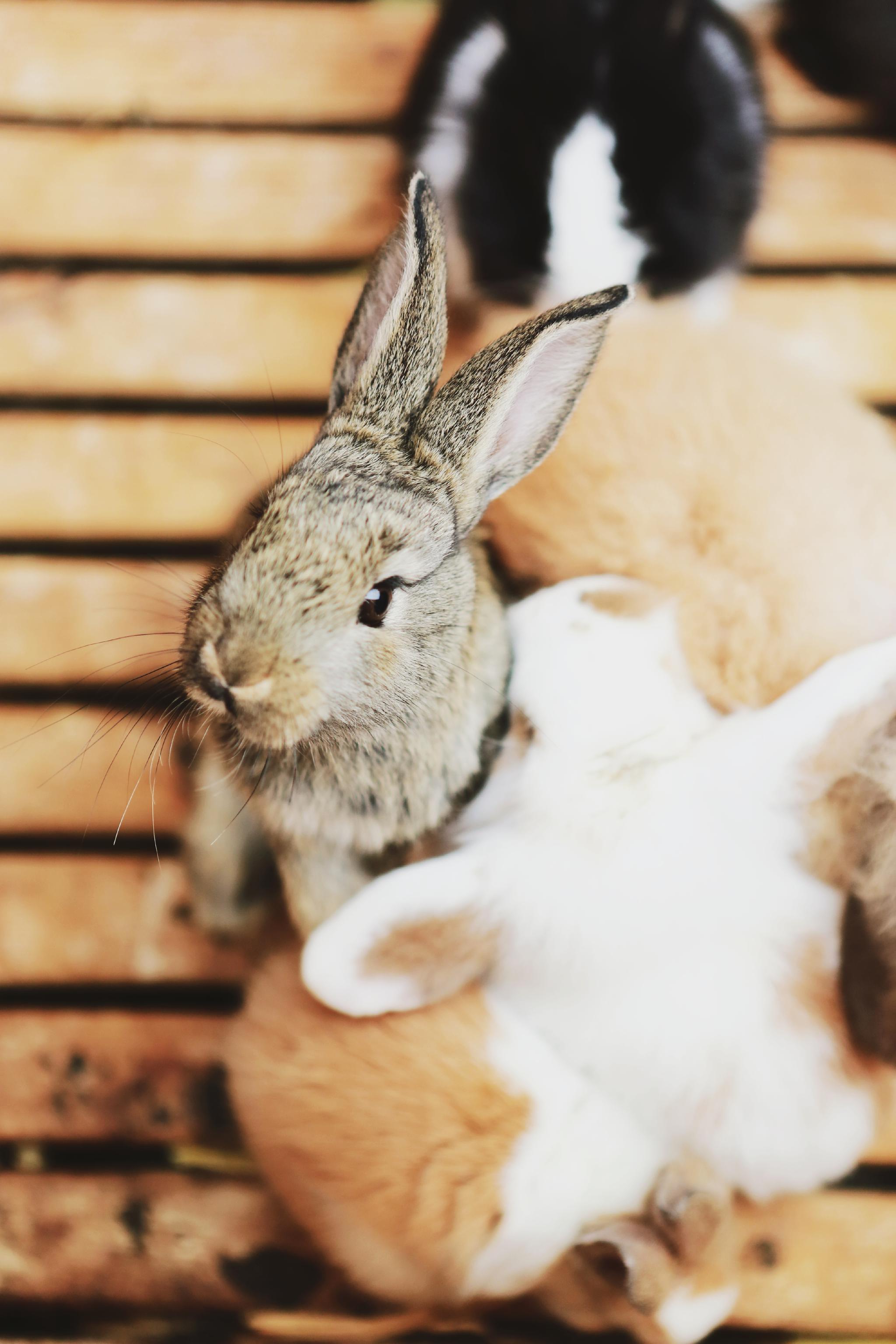 今天的拍摄地,角蛙爸爸农场,简直是多肉的海洋,还有各种小动物