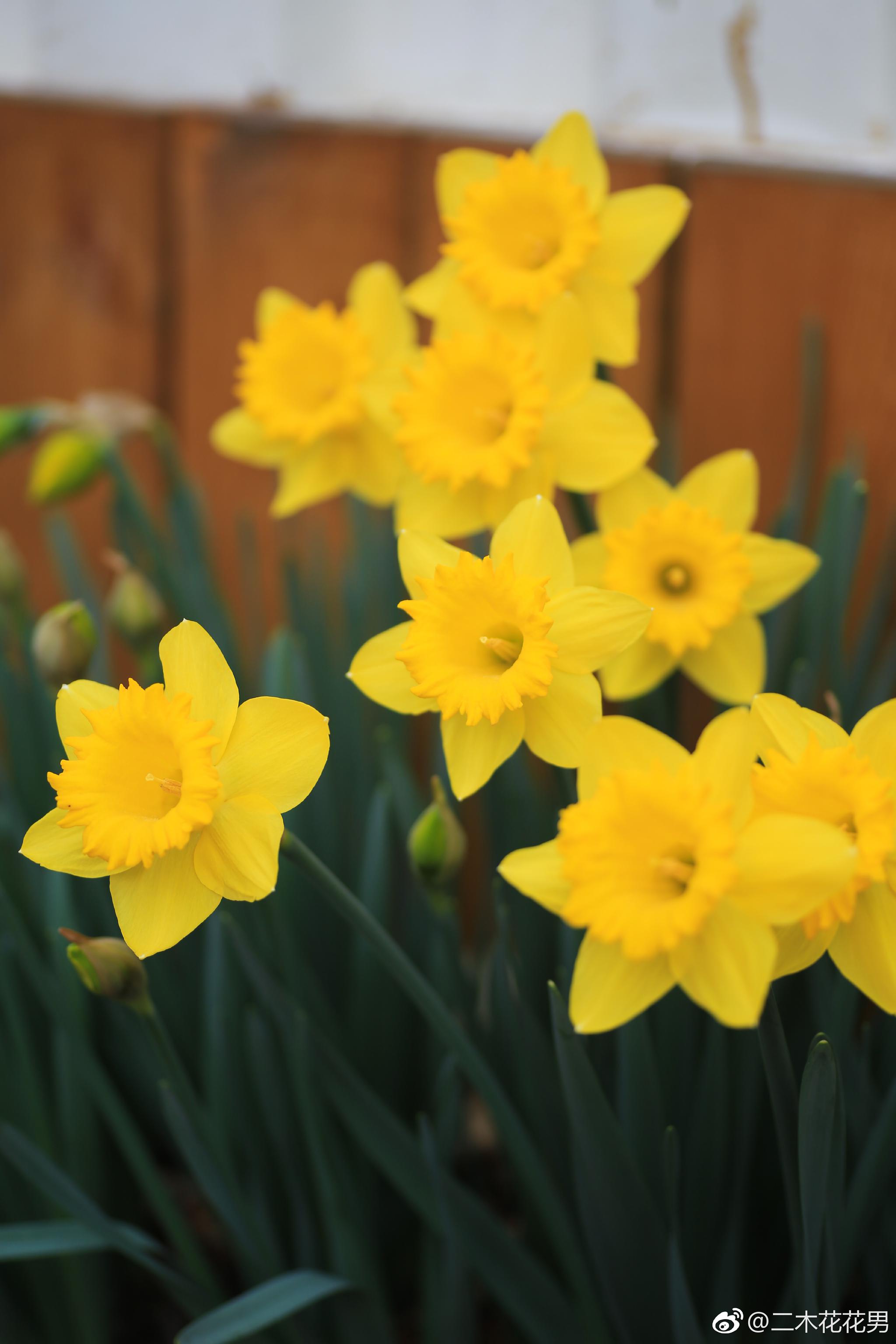 不然我每天只能举着喷水头度过了 早春开花最早的是洋水仙和二月兰