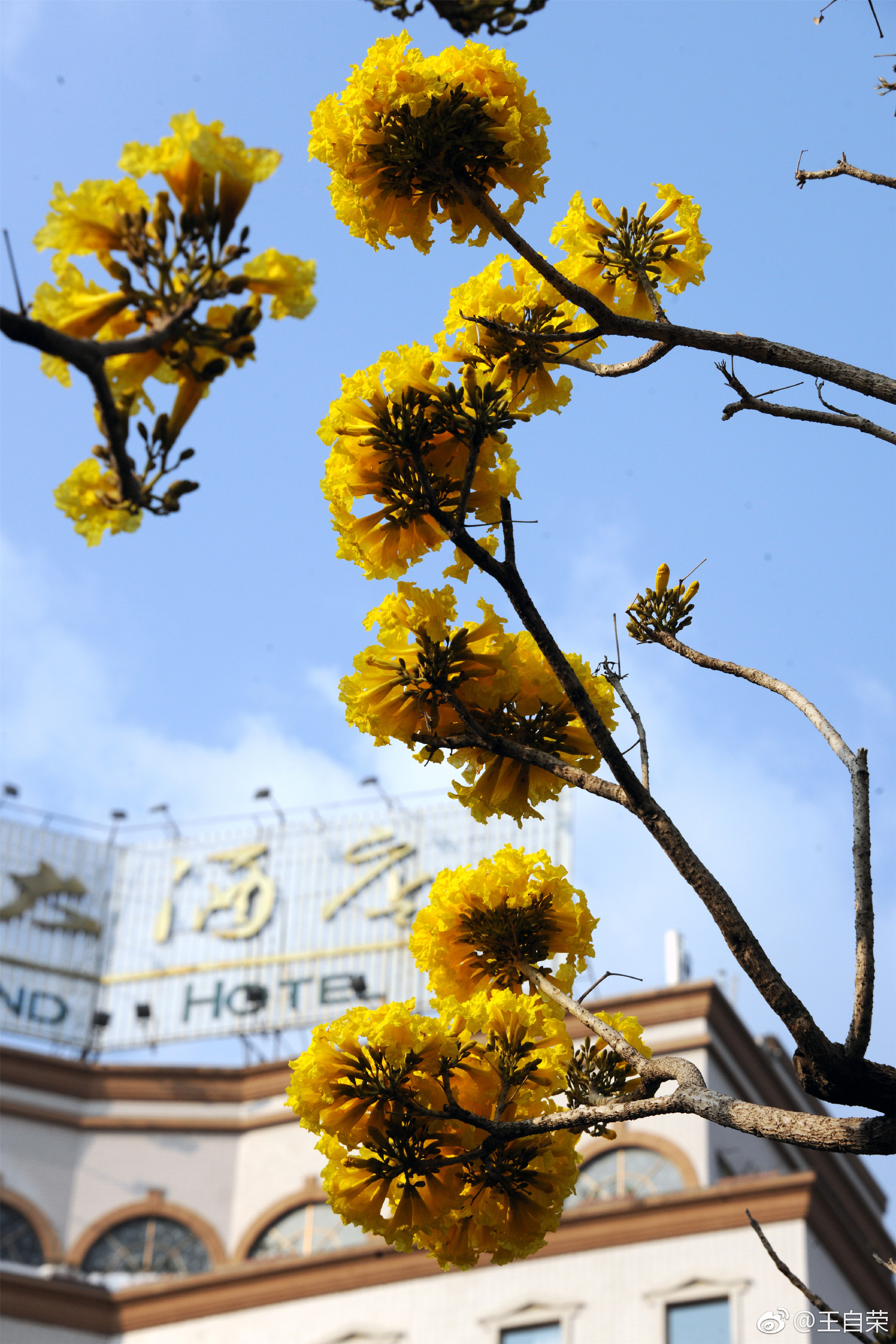 黄钟木,别名黄花风铃木,为巴西国花,原产南美洲等地|风铃木|国花|别名_新浪新闻