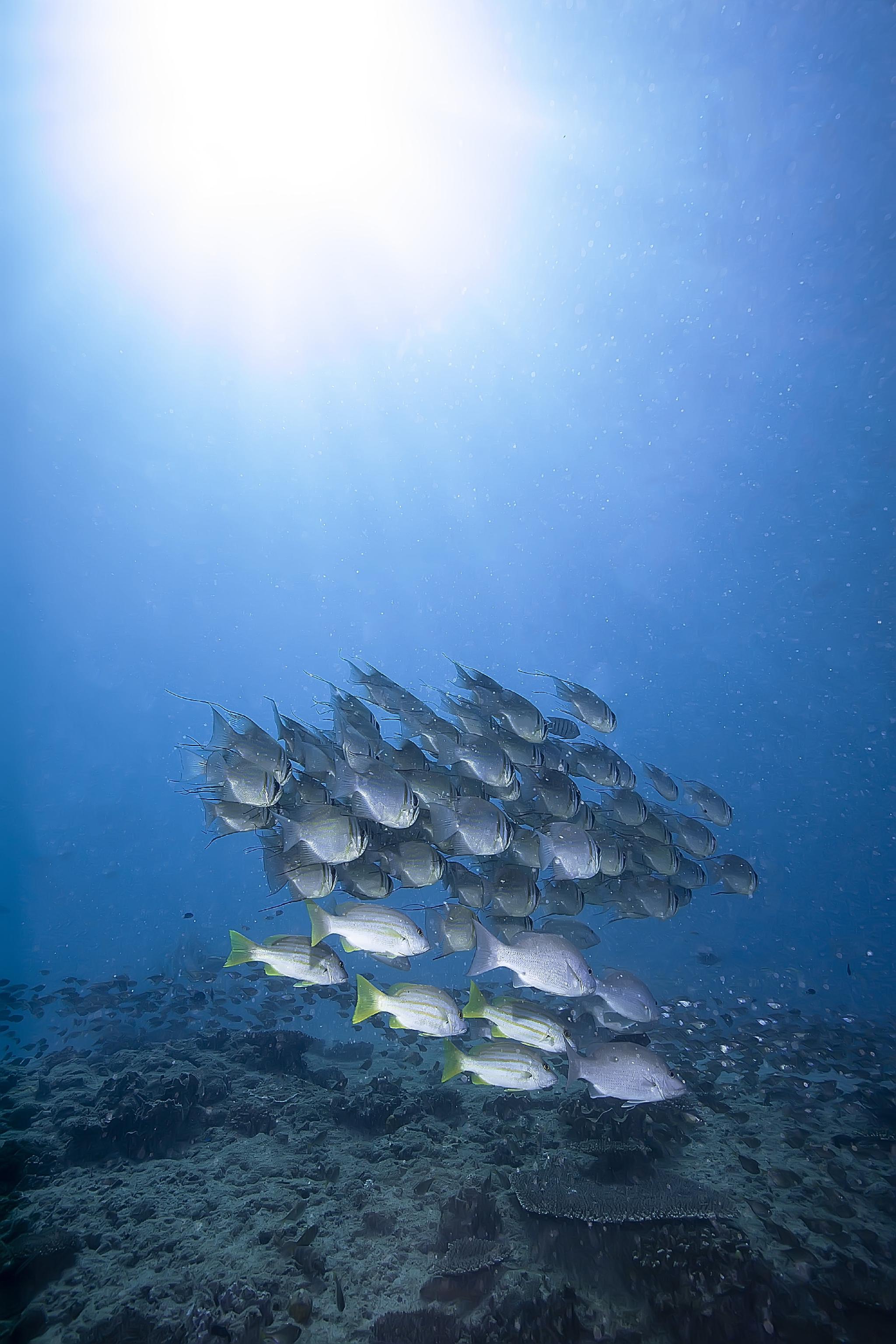 今日份的蓝色鸦片新鲜出炉.治疗我铁粉们的深海恐惧症|鸦片|铁粉|恐惧