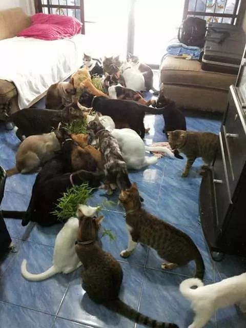 网友家里养了一群猫,平时也是挺幸福的,但有时也是哭笑不得