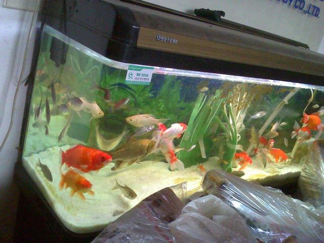 教您几个养金鱼妙招,养多久鱼都会活蹦乱跳的|金鱼|鱼|养鱼_新浪新闻