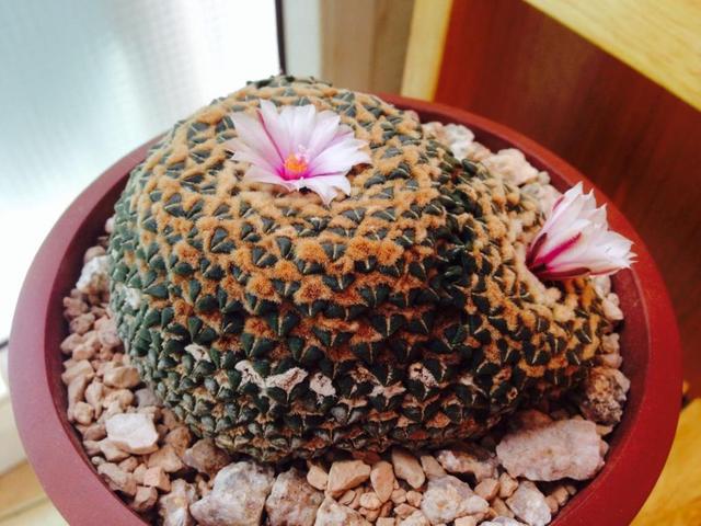 多肉岩牡丹开花美爆了,这款多肉要这样养!