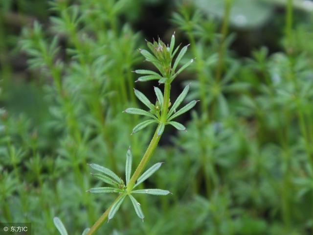 农民口中的害草在农村非常普通但是却有着强大的药用价值