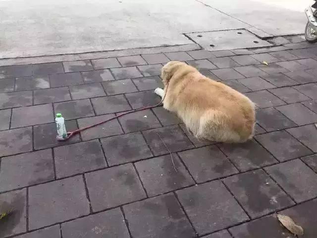 妈妈下班回家忍不住大笑狗子快救我