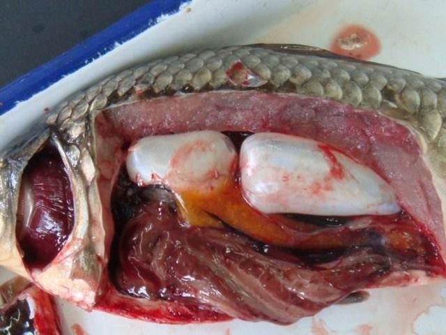 解剖鲫鱼保送清华 学霸的套路果然高深莫测