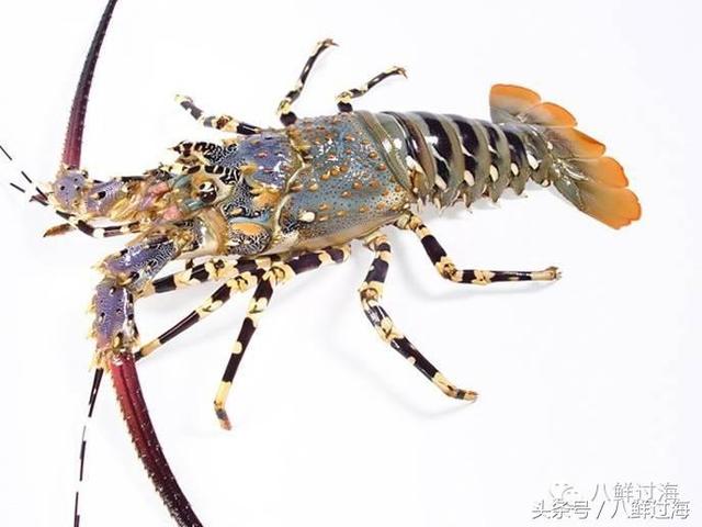 世界上最贵的大龙虾竟是国产货吃一口相当于吃一套房