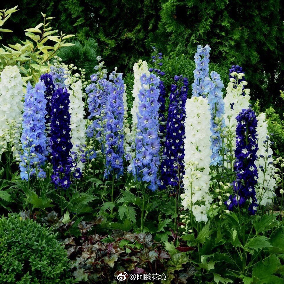 蓝色花境图文示例组合一组 喜欢请转发支持 蓝色花境图文示例组合一组 喜欢请转发支持