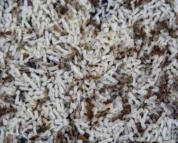 蚂蚁卵竟然成为美食数量最多蚂蚁会不会被吃成保护动物