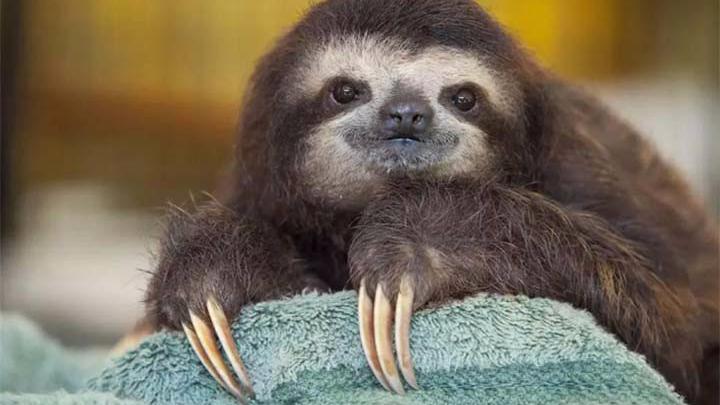 动物世界弱肉强食,为什么动作这么慢的树懒还没被灭绝?网友:懒