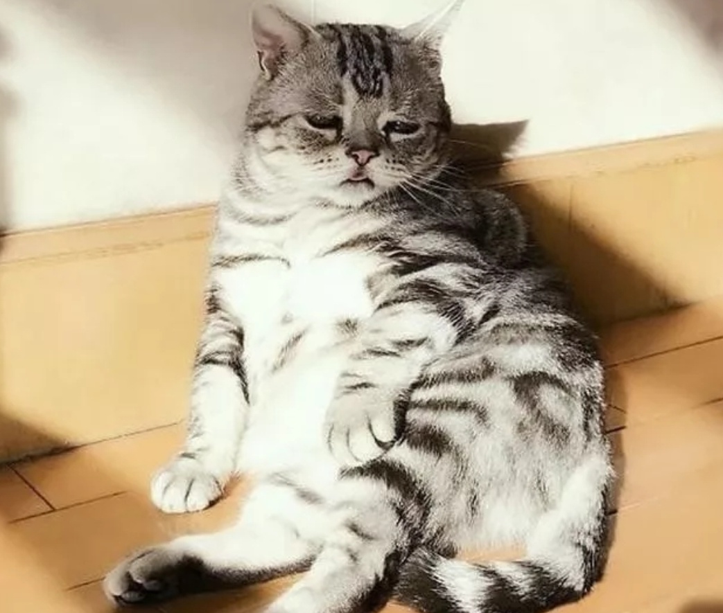 猫咪长了一副委屈脸,被称为"全世界最悲伤小猫",但还是可爱