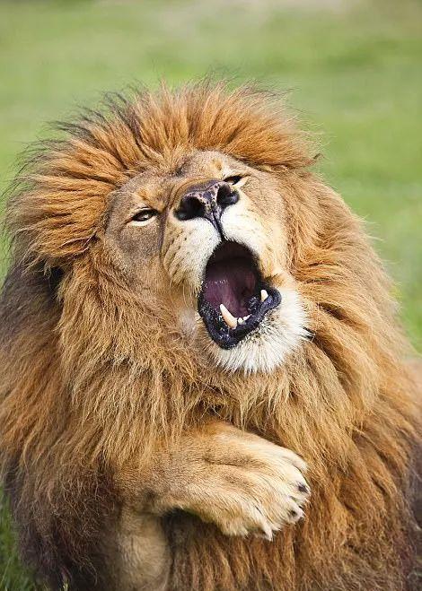 2017年最搞笑野生动物摄影比赛, 张张都是表情包!