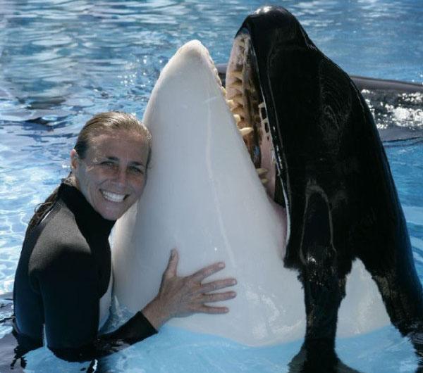 世界上最著名的虎鲸背负3条人命被人类虐待33年后去世